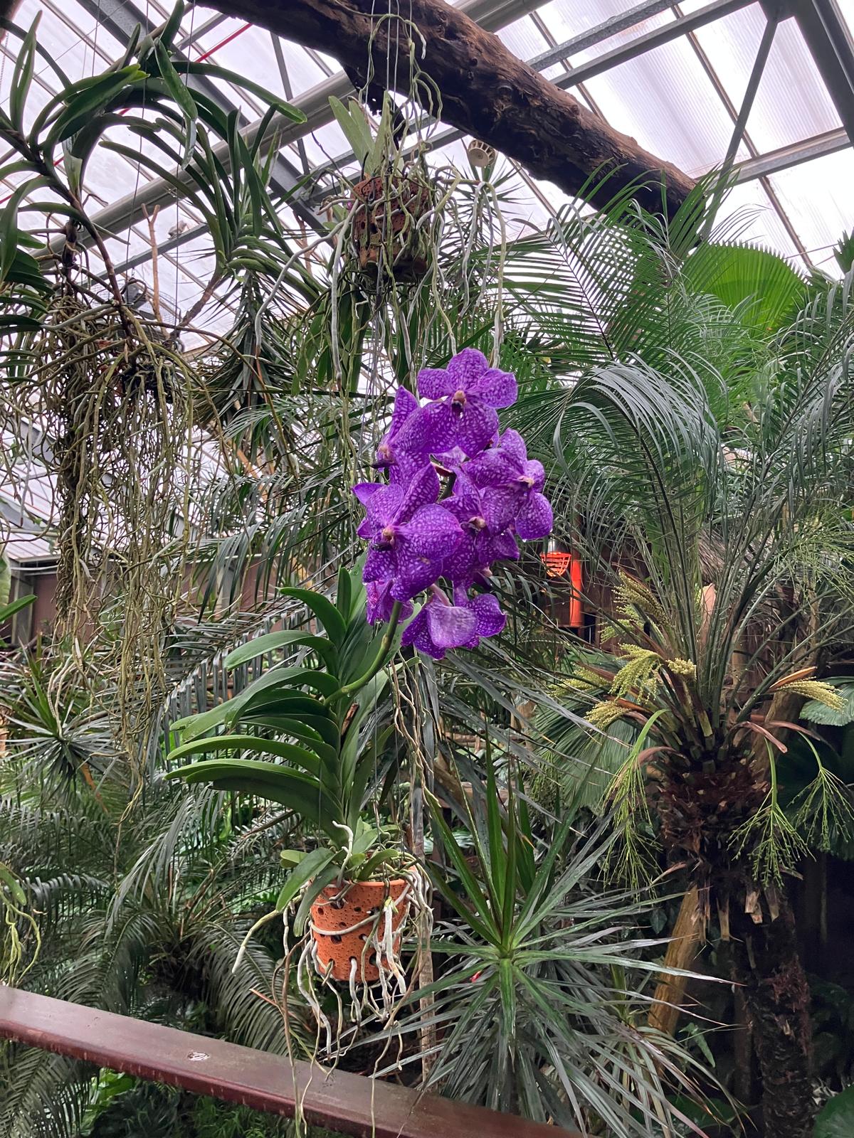 Foto 3 bij Artikel Uitje naar de Orchideenhoeve in Luttelgeest.